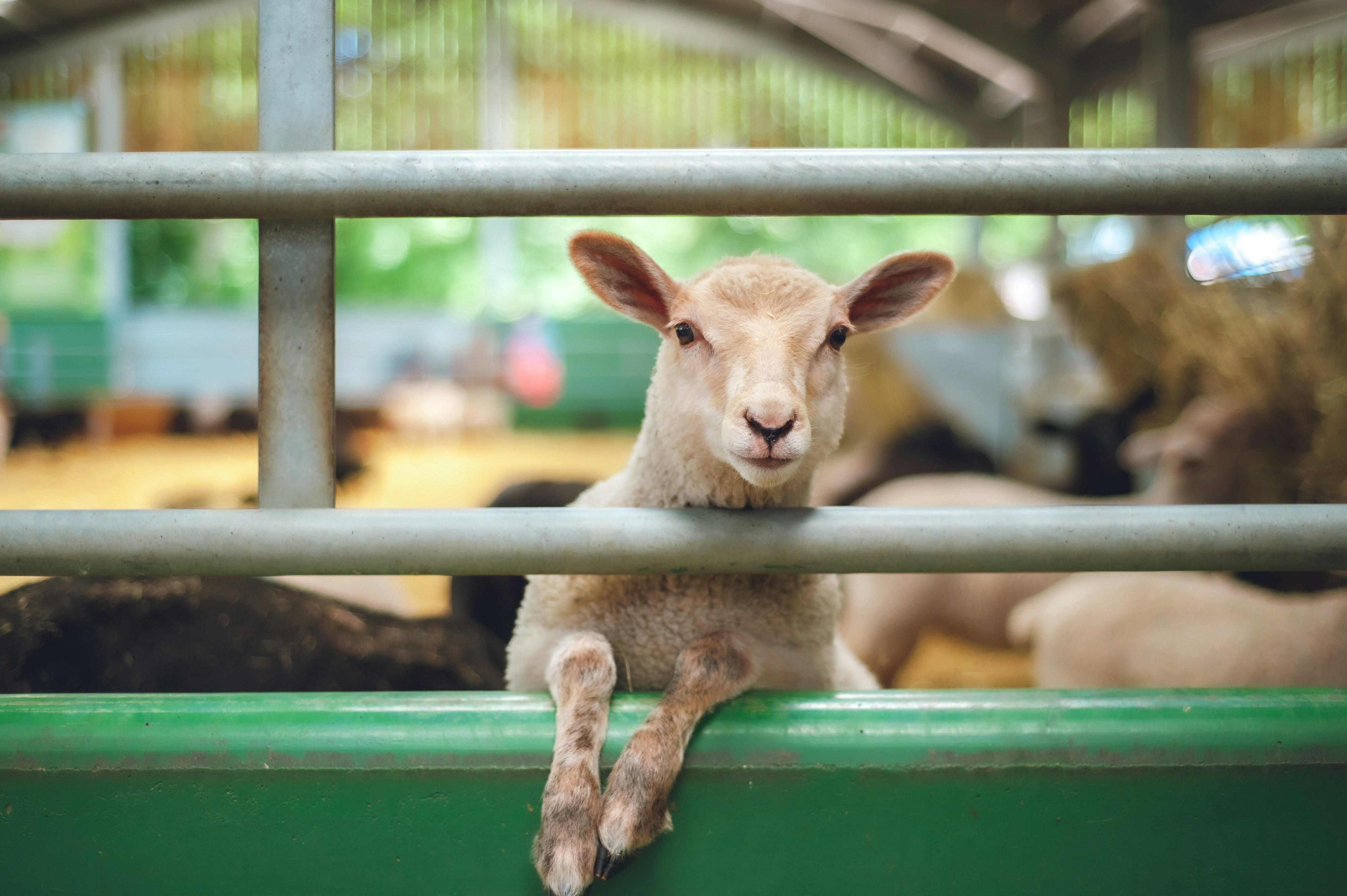 Livestock