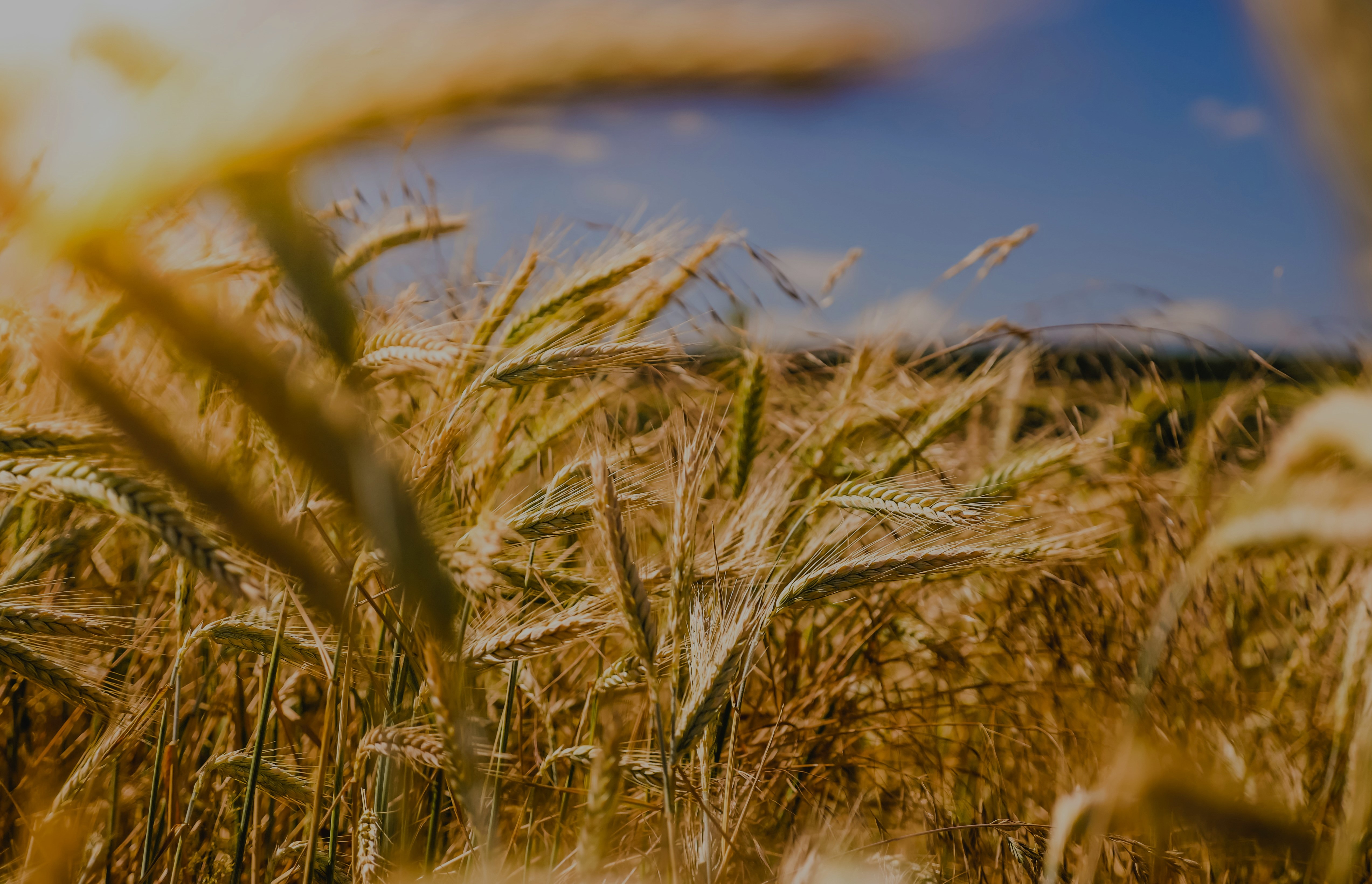 Grains and Cereals